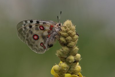 Parnassius apollo - Apollo Butterfly
