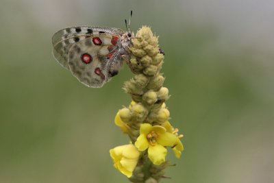 Parnassius apollo - Apollo Butterfly