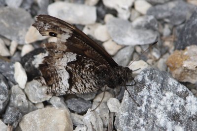 Hipparchion alcyone - Rock Grayling