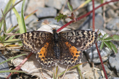 Melitaea didyma - Spotted Fritillary