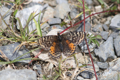 Melitaea didyma