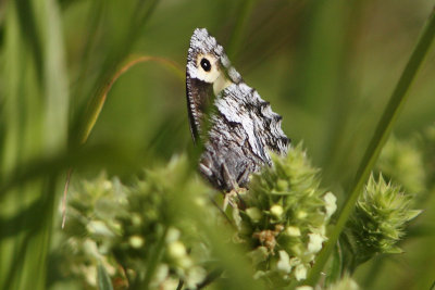 Hipparchia fagi - Woodland Grayling