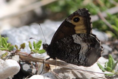 Hipparchia fagi - Woodland Grayling