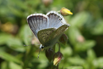 Lysandra Coridon - Chalkhill Blue