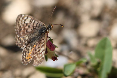 Melitaea didyma