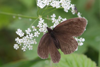 Aphantopus hyperantus - Ringlet