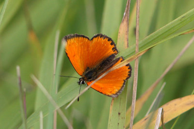 Lycaena virgaureae - Scarce Copper