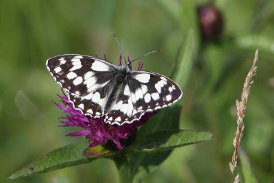 Melanargia galathea - Marbled White