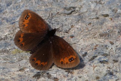 Erebia meolans - Piedmont Ringlet