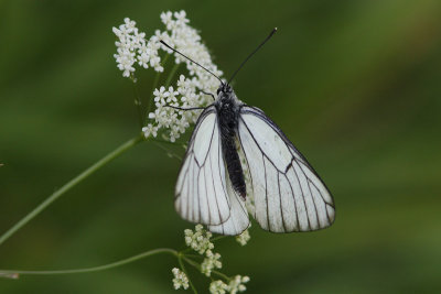 Groot Geaderd Witje