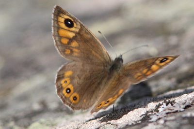 Lasiommata maera f. adrasta