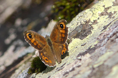 Lasiommata maera f. adrasta