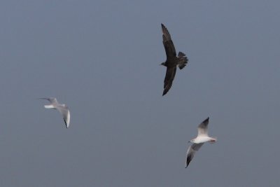 Stercorarius parasiticus - Arctic Skua