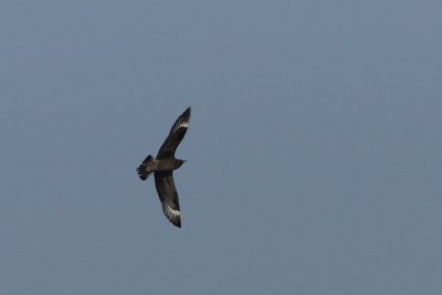 Stercorarius parasiticus - Arctic Skua