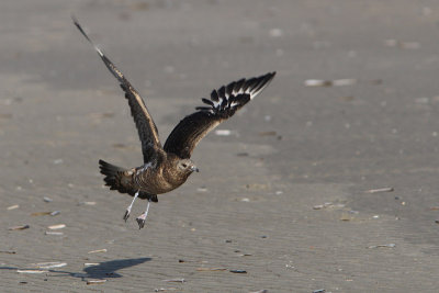 Stercorarius parasiticus - Arctic Skua