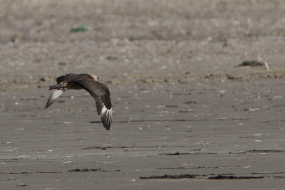 Stercorarius parasiticus - Arctic Skua