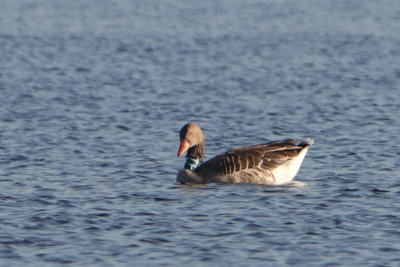 Greylag Goose G[FTP]