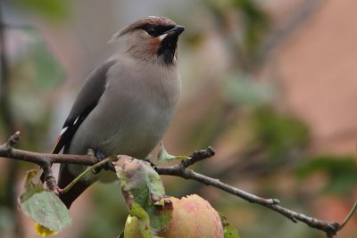 Bombycilla garrulus - Bohemian Waxwing