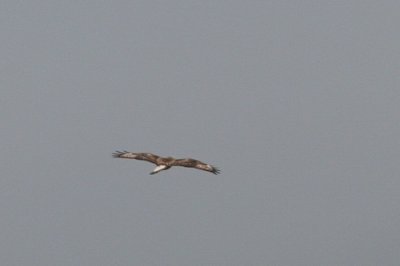 Ruigpootbuizerd