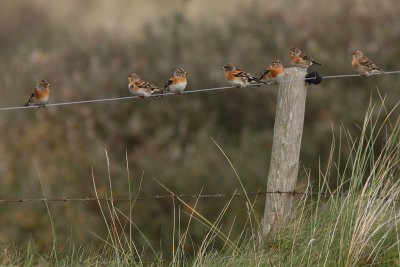 Fringilla montifringilla - Brambling
