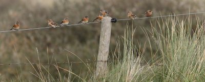 Fringilla montifringilla - Brambling