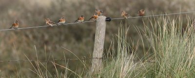 Fringilla montifringilla - Brambling
