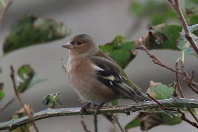 Fringilla coelebs - Chaffinch