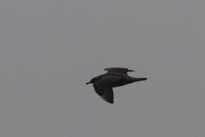Stercorarius pomarinus - Pomarine Skua