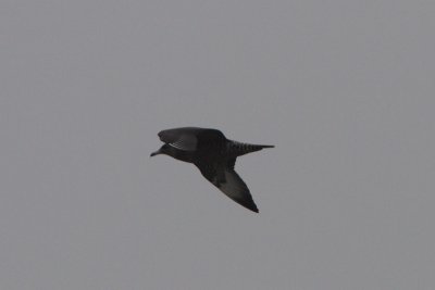 Stercorarius pomarinus - Pomarine Skua