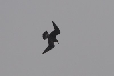 Stercorarius pomarinus - Pomarine Skua