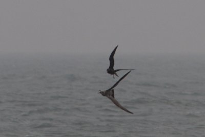 Stercorarius pomarinus - Pomarine Skua