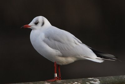 Kokmeeuw