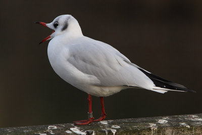 Kokmeeuw
