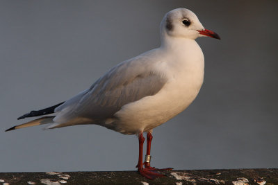 Kokmeeuw