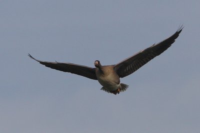 Anser albifrons - White-fronted Goose