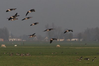 Anser albifrons - White-fronted Goose