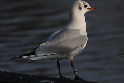 Kokmeeuw