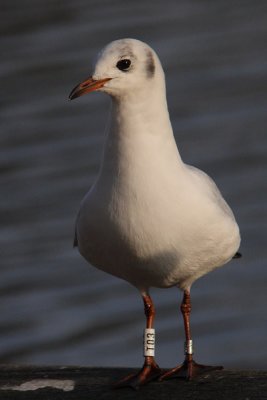 Kokmeeuw