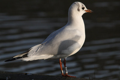 Kokmeeuw