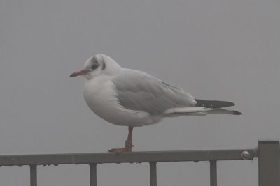 Black-headed Gull M[3697421] Arnhem