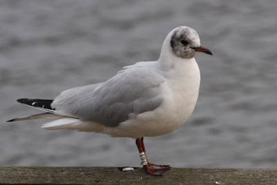 Kokmeeuw