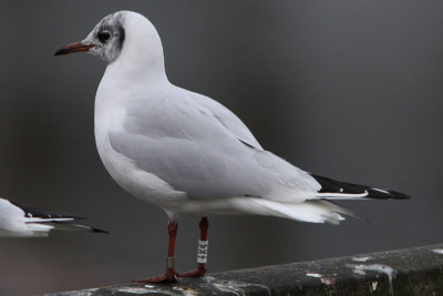 Kokmeeuw
