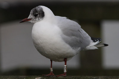 Kokmeeuw