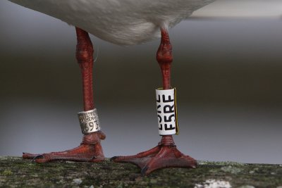 Kokmeeuw