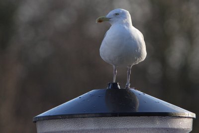 Herring Gull M[H128286] Bruxelles