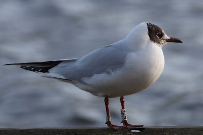 Kokmeeuw