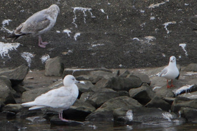 Larus glaucoides - Iceland Gull