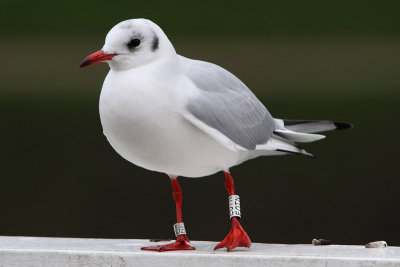 Kokmeeuw