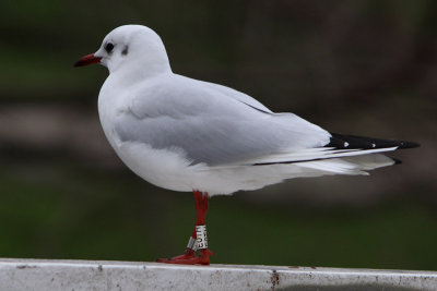 Kokmeeuw
