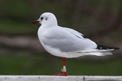 Kokmeeuw